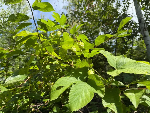 $99,000 | 11 (parcel A) Loman Mn 56654, Loman, MN 56654