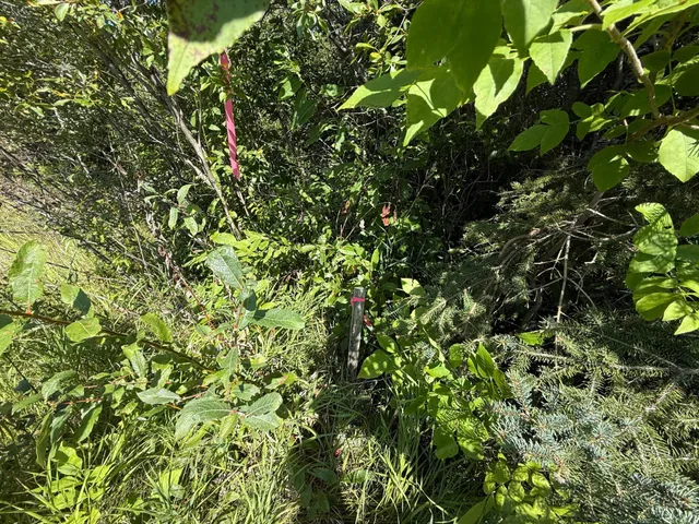 $99,000 | 11 (parcel A) Loman Mn 56654, Loman, MN 56654