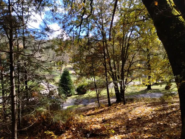 a view of a tree in a yard