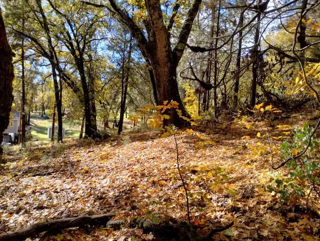 a view of a tree with a yard