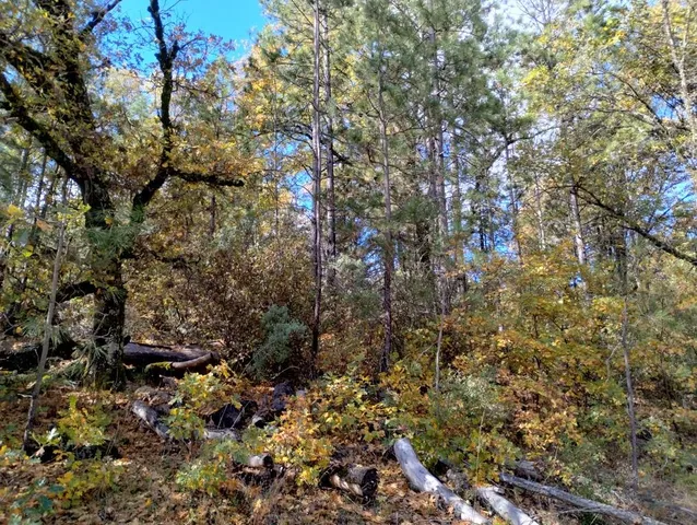 a view of a yard with street