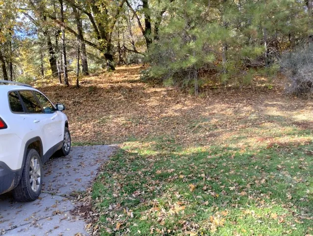 a view of a garden with large trees