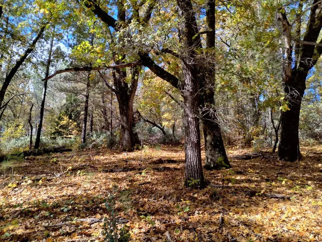 a view of a tree in the forest