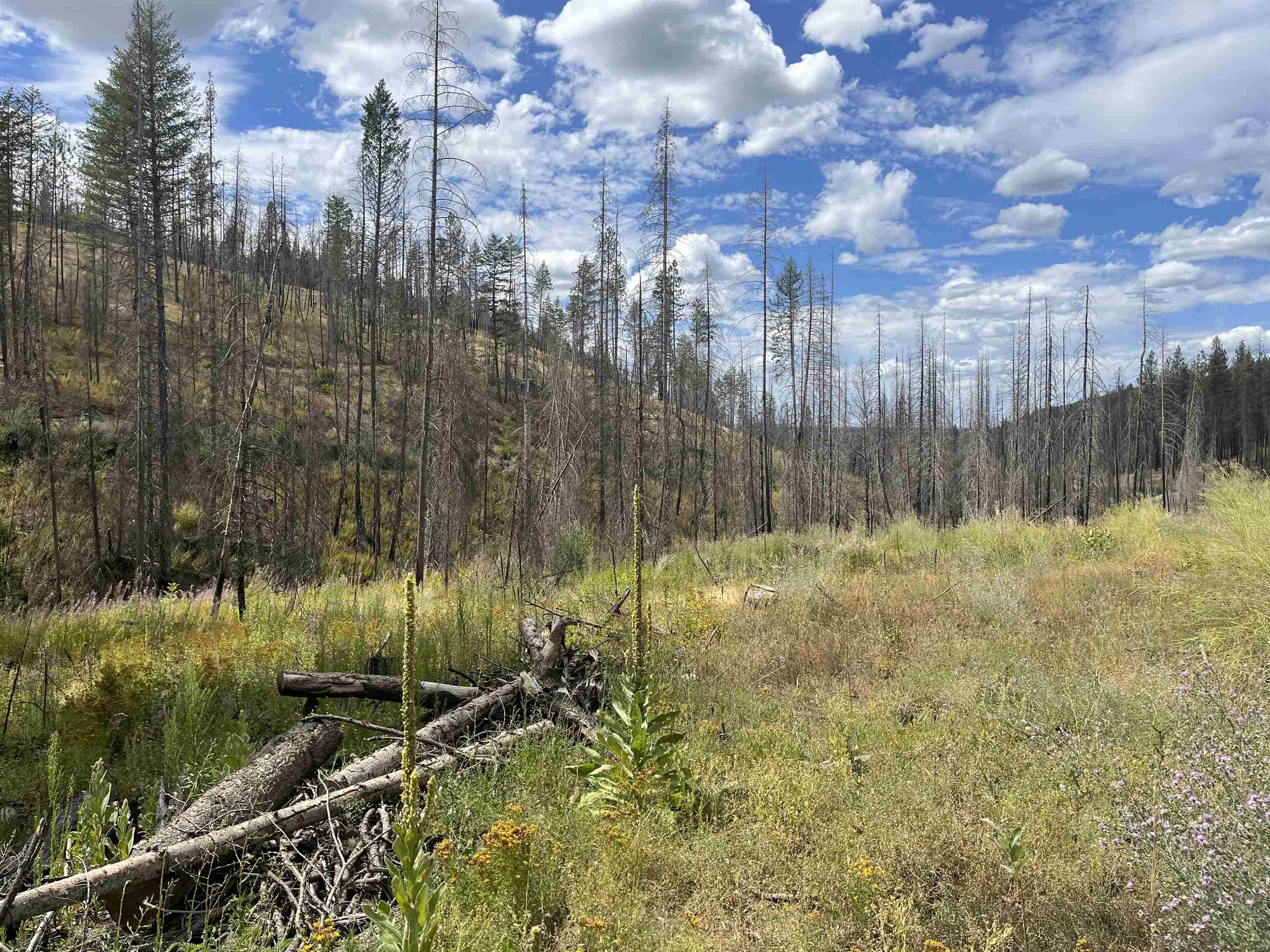 Lot 12 Rail Canyon Road Tumtum, WA 99034 - Photo 6 of 11