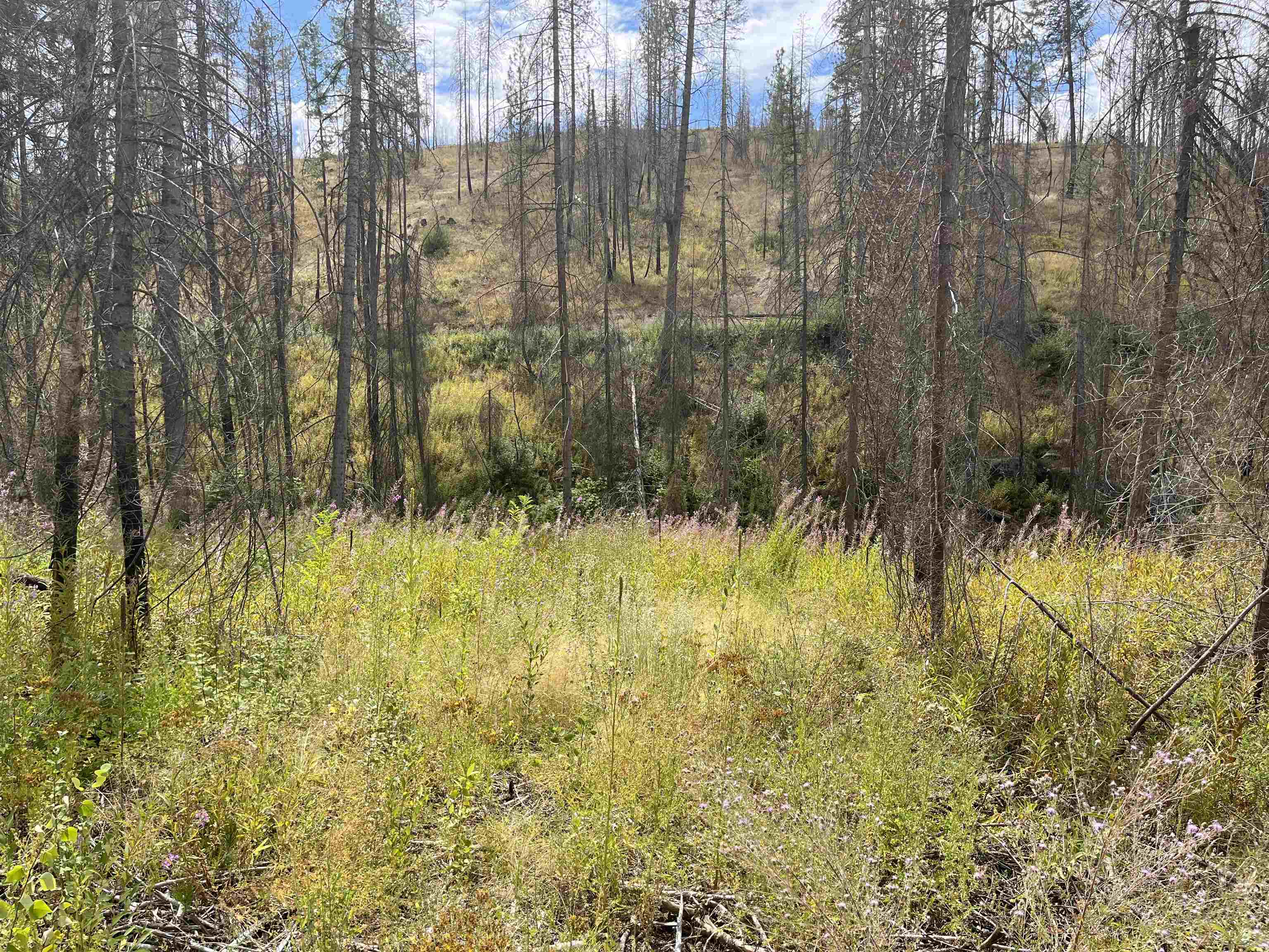 Lot 12 Rail Canyon Road Tumtum, WA 99034 - Photo 7 of 11