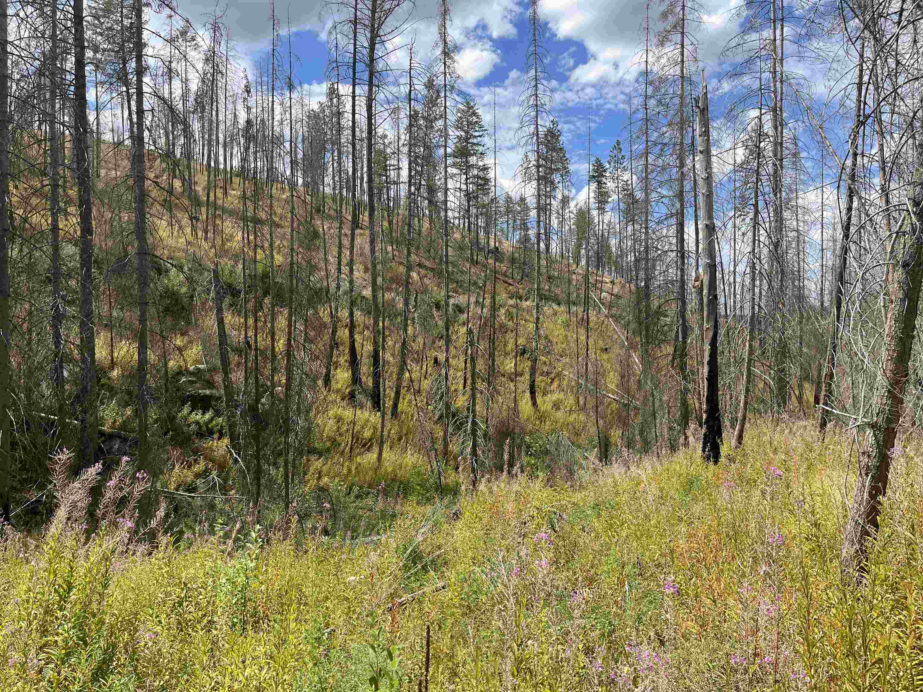 Lot 12 Rail Canyon Road Tumtum, WA 99034 - Photo 8 of 11