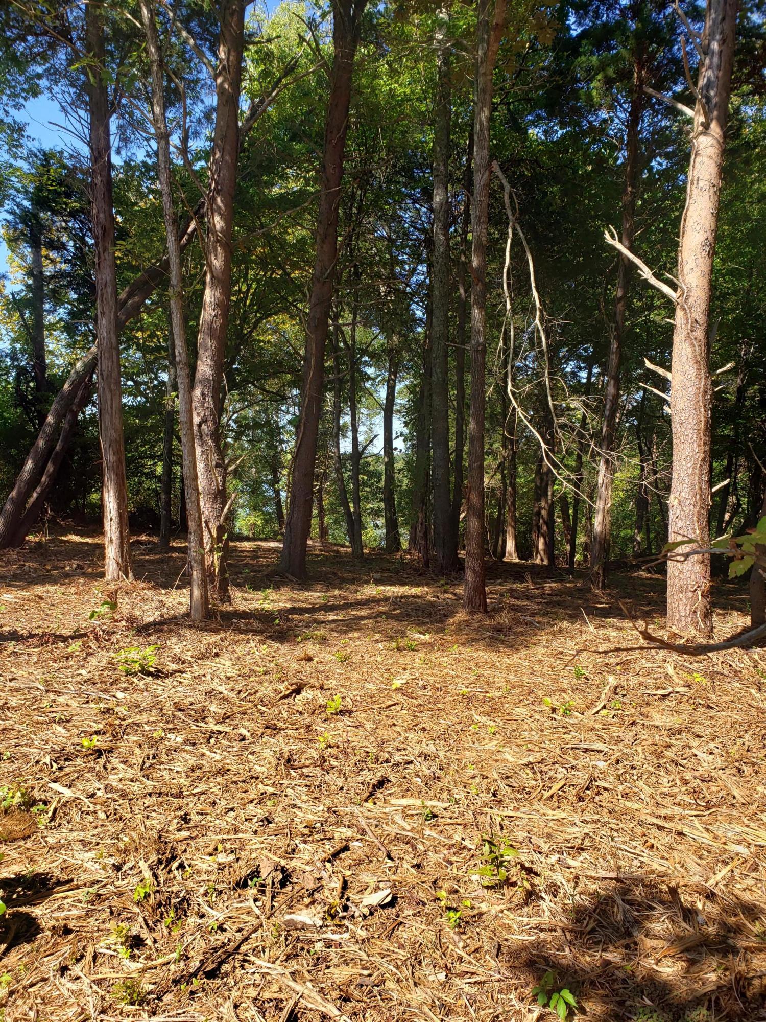 1320 Windridge Road Friendsville, TN 37737 - Photo 7 of 10 Partially cleared