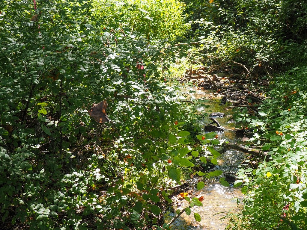 Tbd State Shed Road, Unit 99 Meadows Of Dan, VA 24120 - Photo 13 of 14 Gallery Image 13
