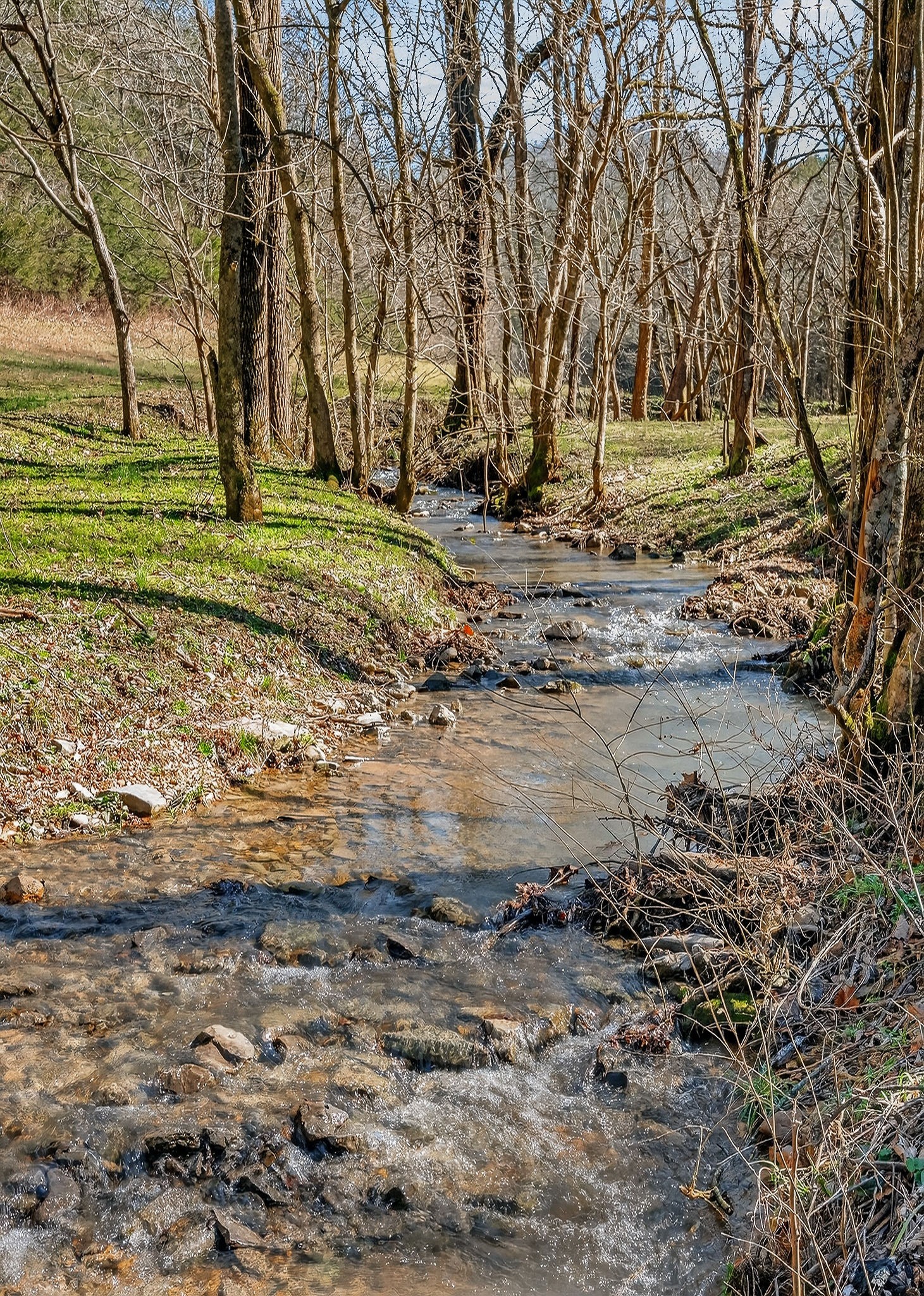 3331 Adamson Branch Road Liberty, TN 37095 - Photo 37 of 59 a view of a yard with a tree