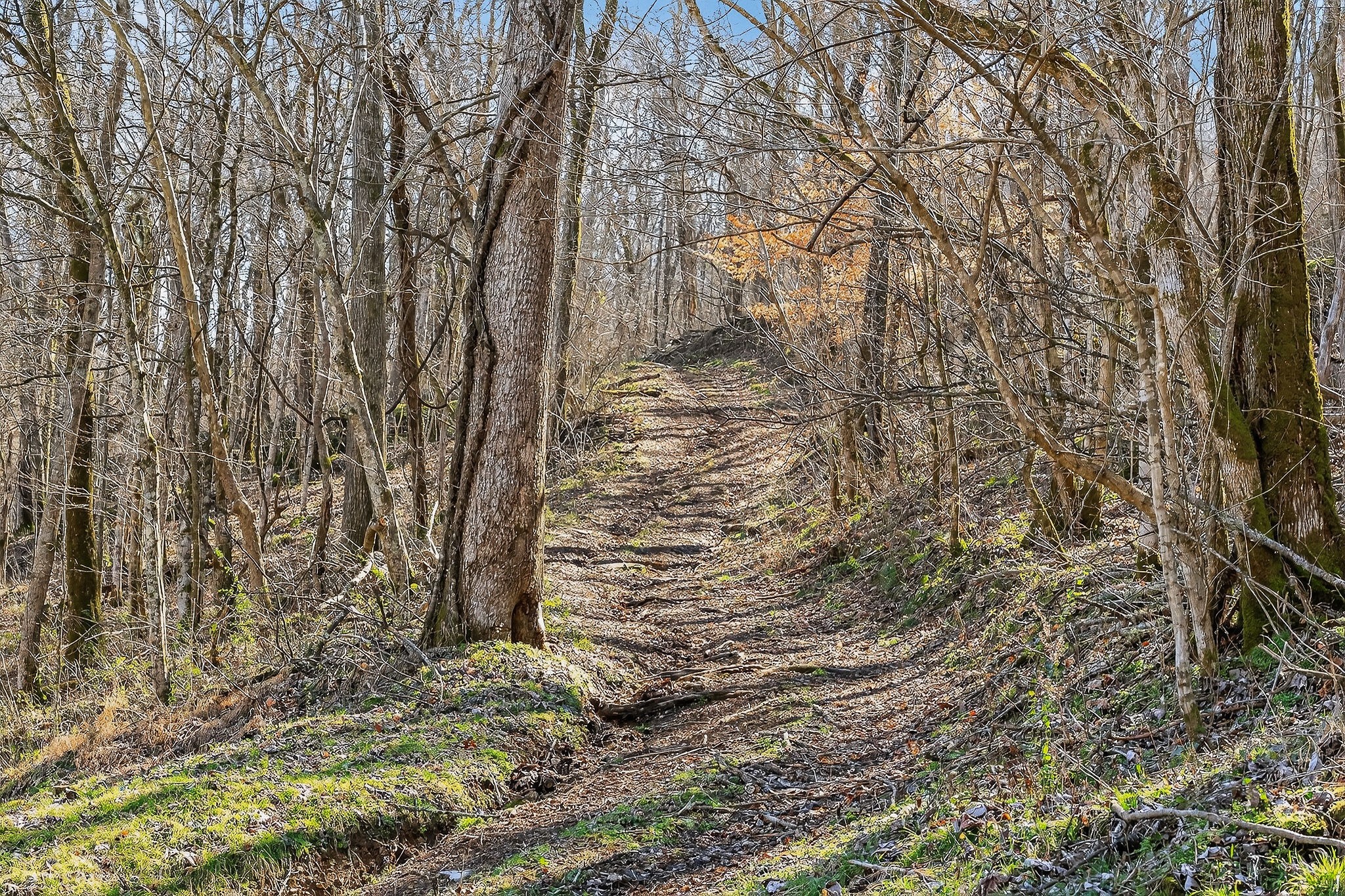 3331 Adamson Branch Road Liberty, TN 37095 - Photo 47 of 59