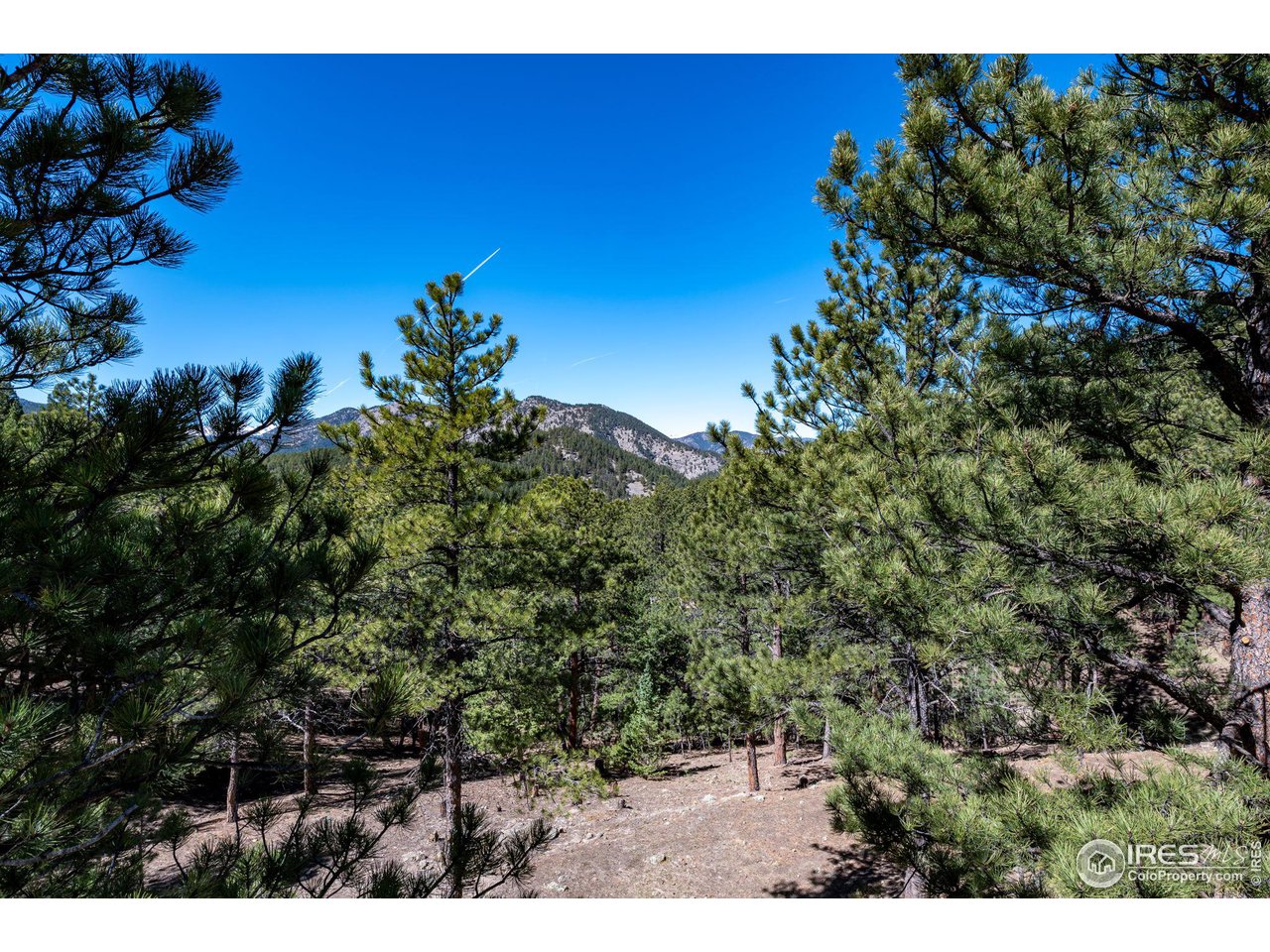 757 Peakview Road Boulder, CO 80302 - Photo 31 of 34 a view of a tree with a plant
