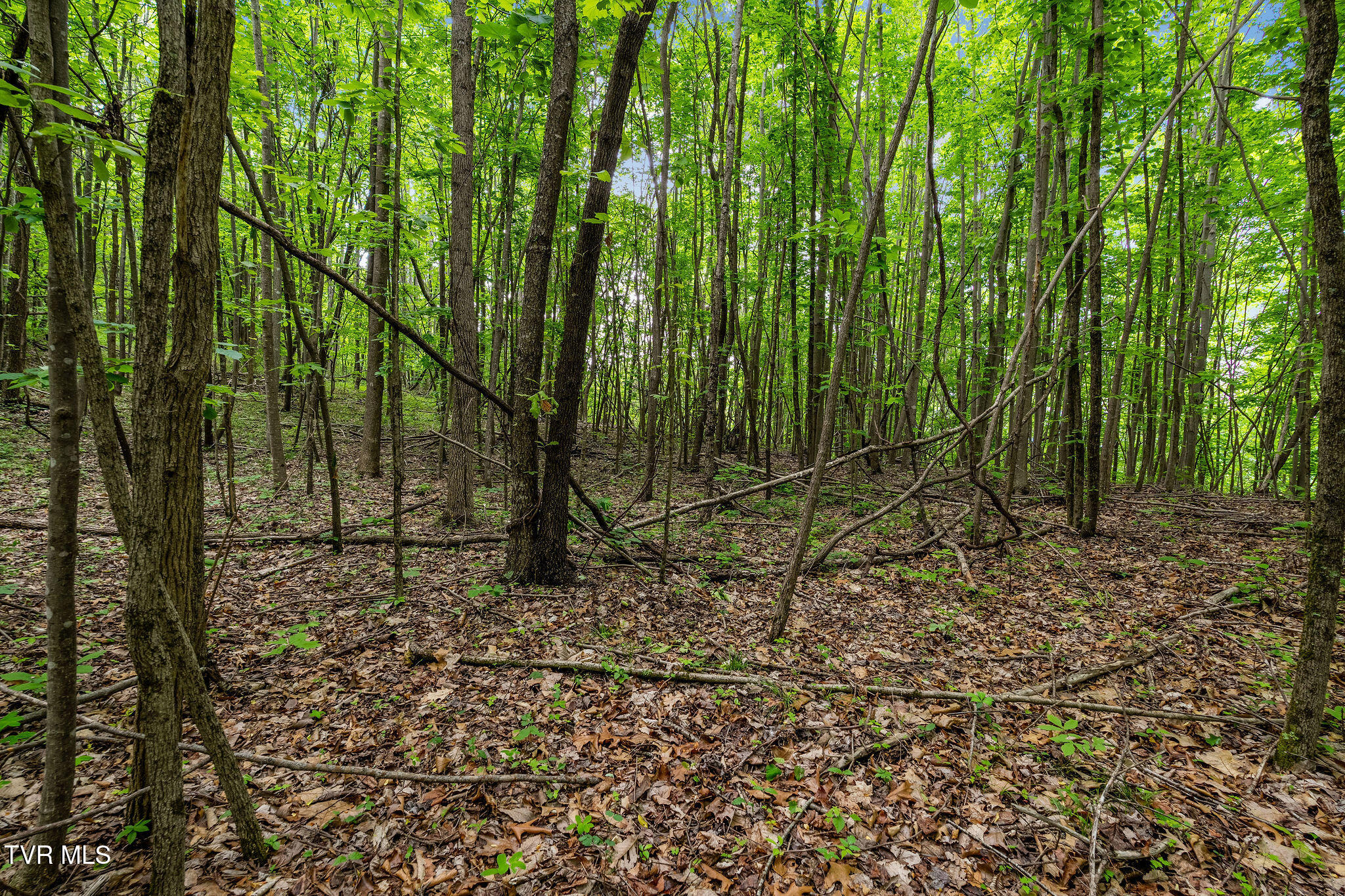 Tbd Wattenbarger Gap Road Greeneville, TN 37745 - Photo 24 of 41 DSC08328