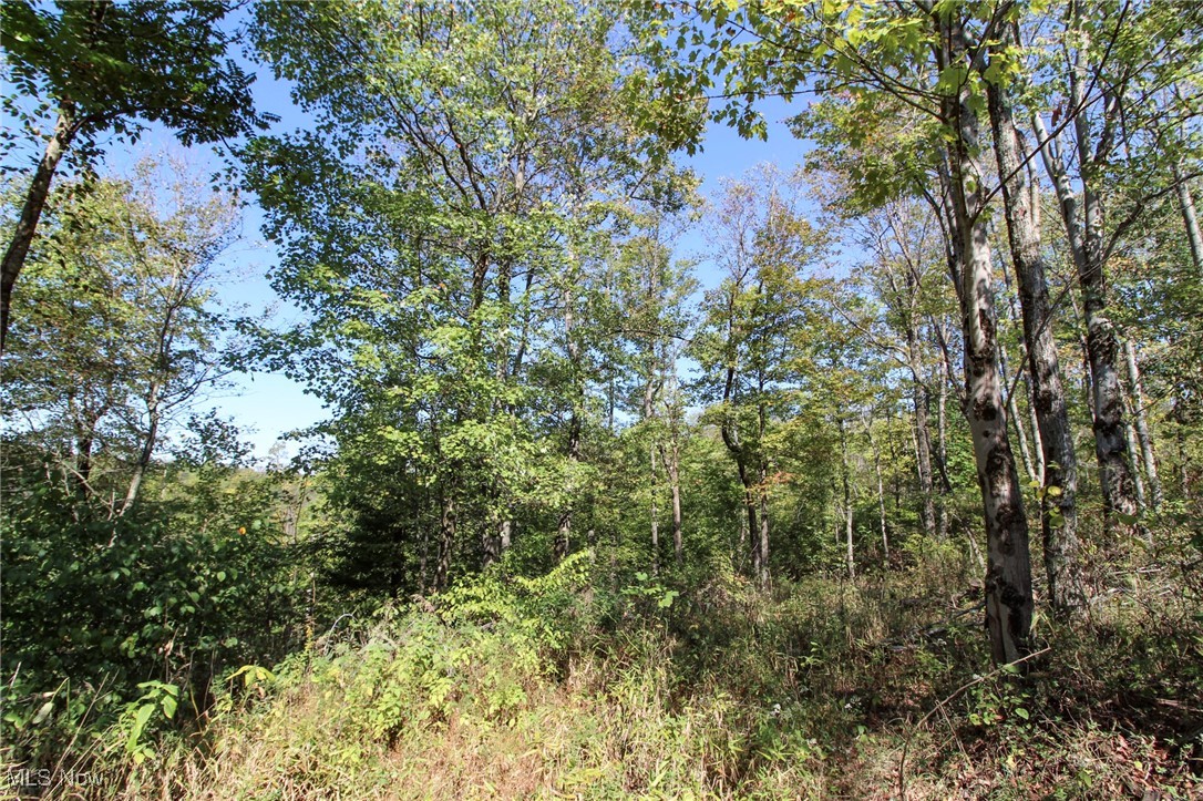 Lot 3 Moss Run Road Marietta, OH 45750 - Photo 9 of 14 View of woods