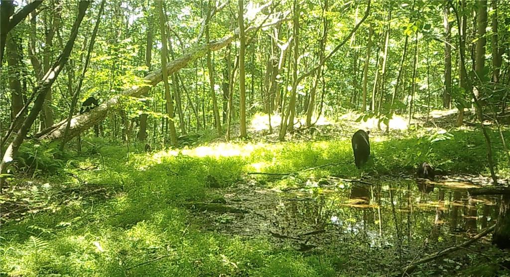590 Astral Road Franklin, PA 16323 - Photo 13 of 25 a view of yard
