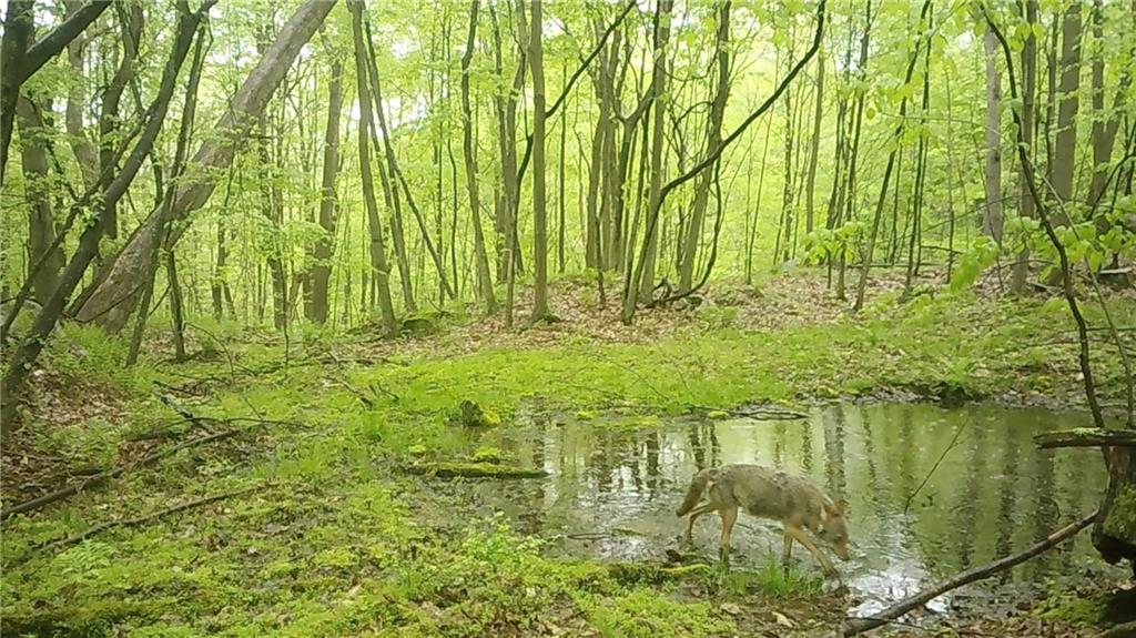 590 Astral Road Franklin, PA 16323 - Photo 15 of 25 a garden view
