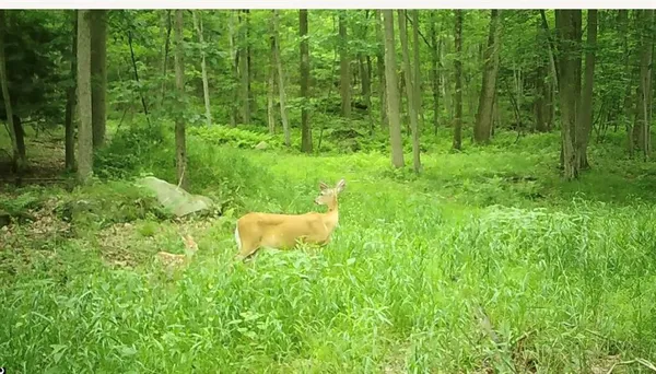 a view of a lush green forest with trees in the background