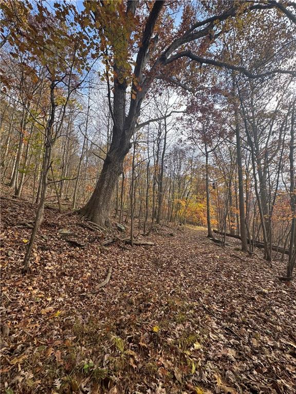 590 Astral Road Franklin, PA 16323 - Photo 19 of 25 a view of backyard with tree