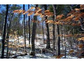 Lot 2 Racoon Road Acton, ME 04001 - Photo 3 of 6 Gallery Image 3