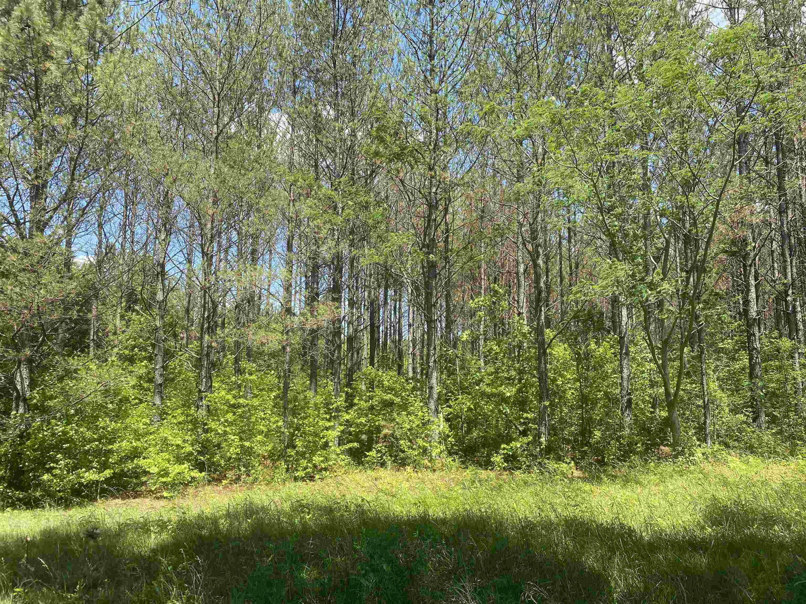 0 Hardin Graveyard Road Morris Chapel, TN 38361 - Photo 26 of 36 a view of a garden