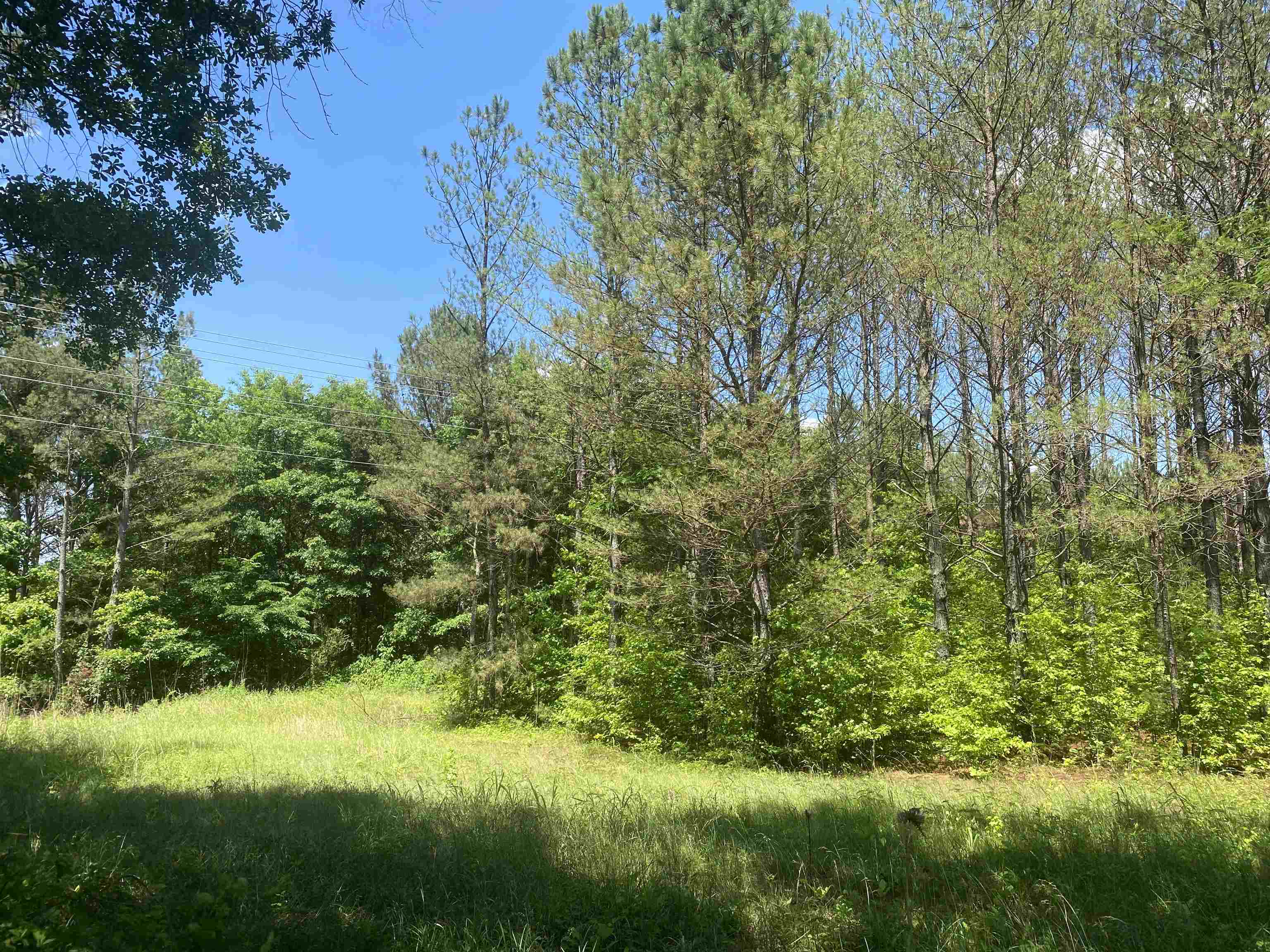 0 Hardin Graveyard Road Morris Chapel, TN 38361 - Photo 27 of 36 a view of a garden