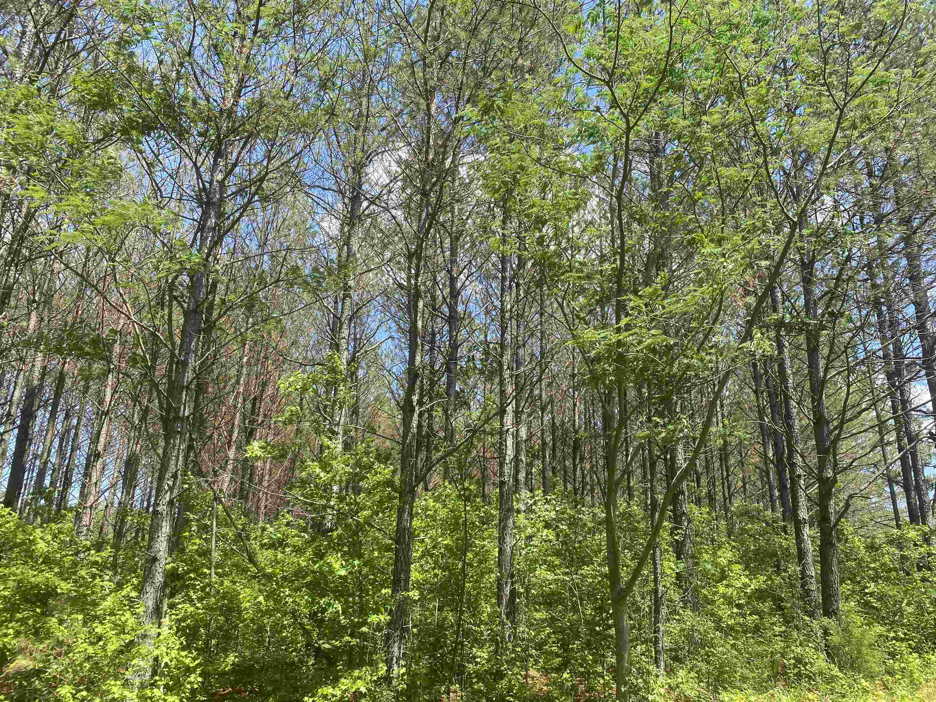 0 Hardin Graveyard Road Morris Chapel, TN 38361 - Photo 28 of 36 a view of a yard with plants and trees