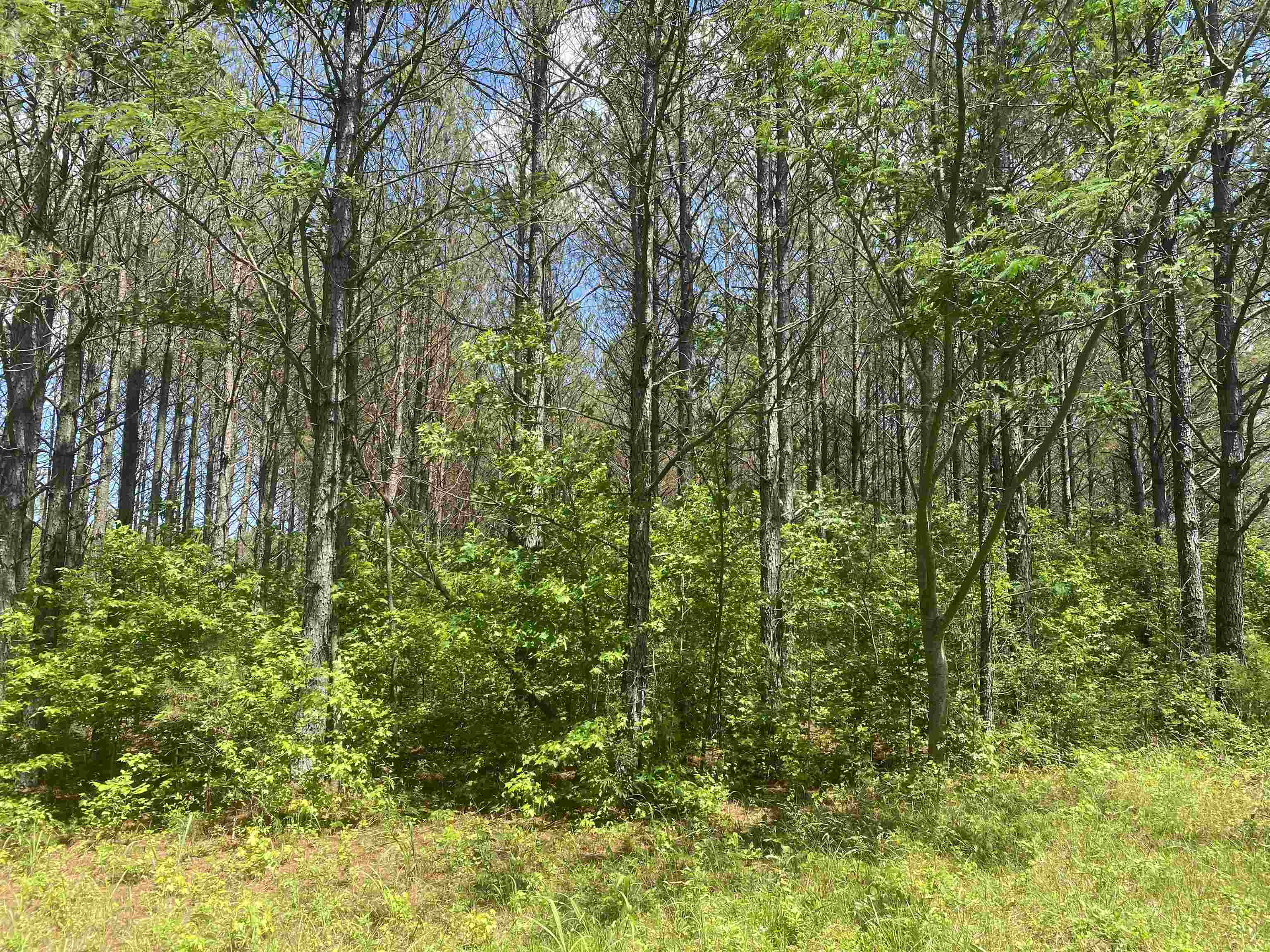 0 Hardin Graveyard Road Morris Chapel, TN 38361 - Photo 29 of 36 a view of a lush green forest