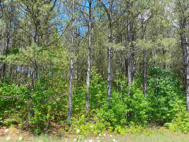 a view of a lush green forest