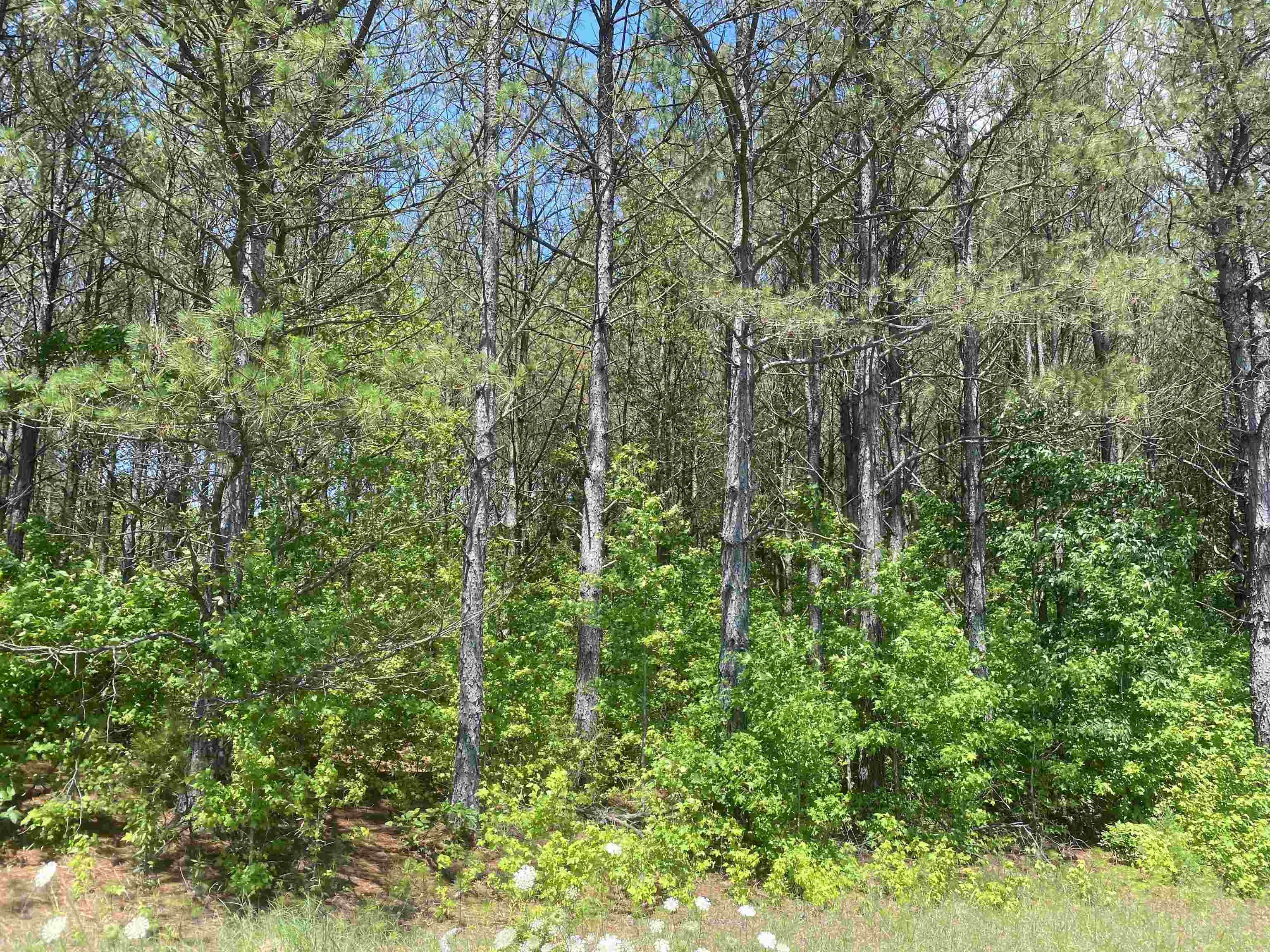 0 Hardin Graveyard Road Morris Chapel, TN 38361 - Photo 32 of 36 a view of a lush green forest
