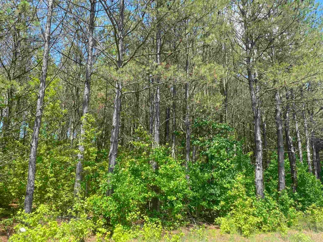 a view of a lush green forest