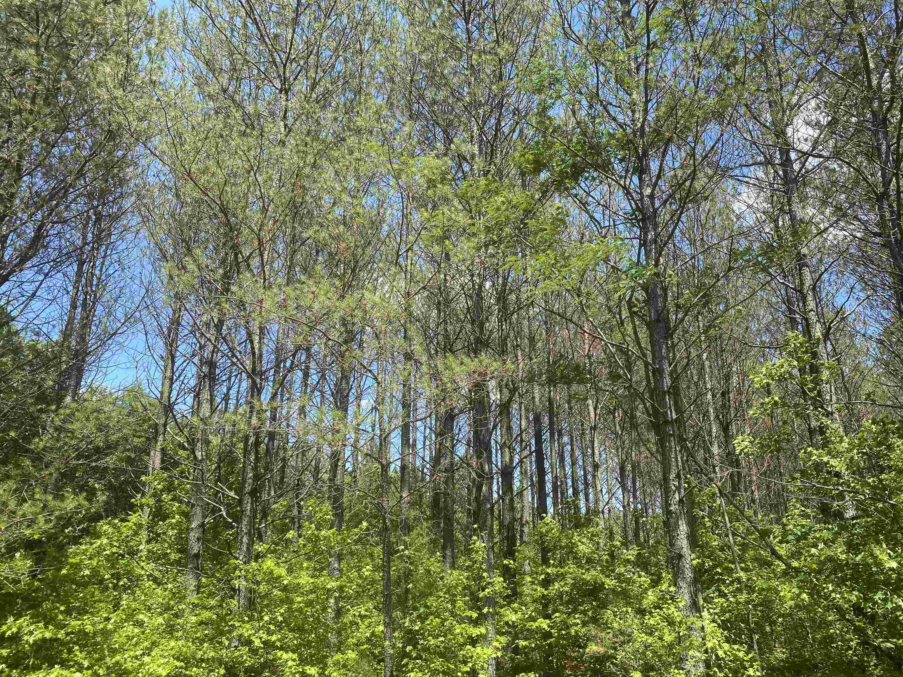 0 Hardin Graveyard Road Morris Chapel, TN 38361 - Photo 4 of 36 a close up of a plant