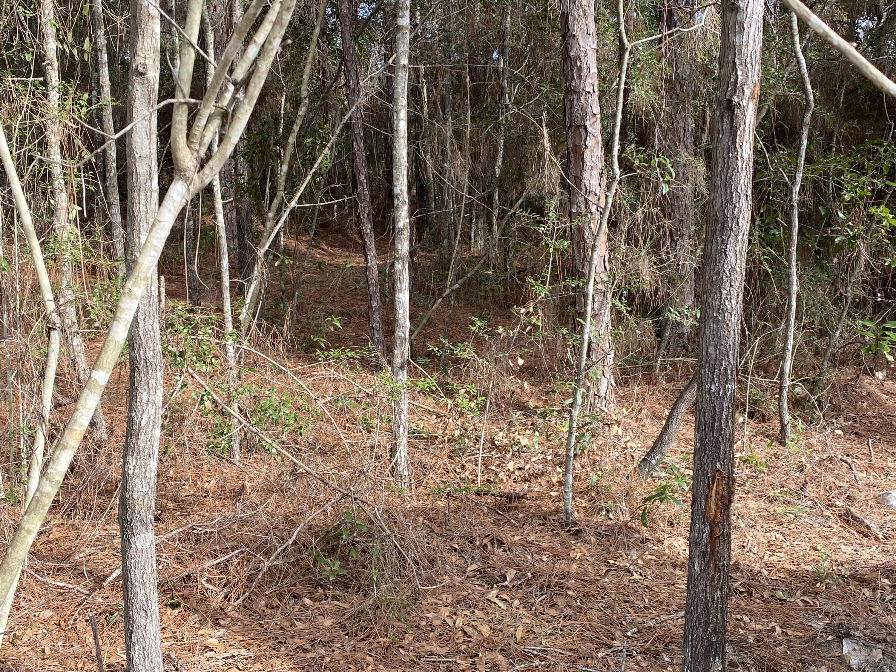 Lot 4 Beasley Road DeFuniak Springs, FL 32433 - Photo 2 of 13 a view of under the tree