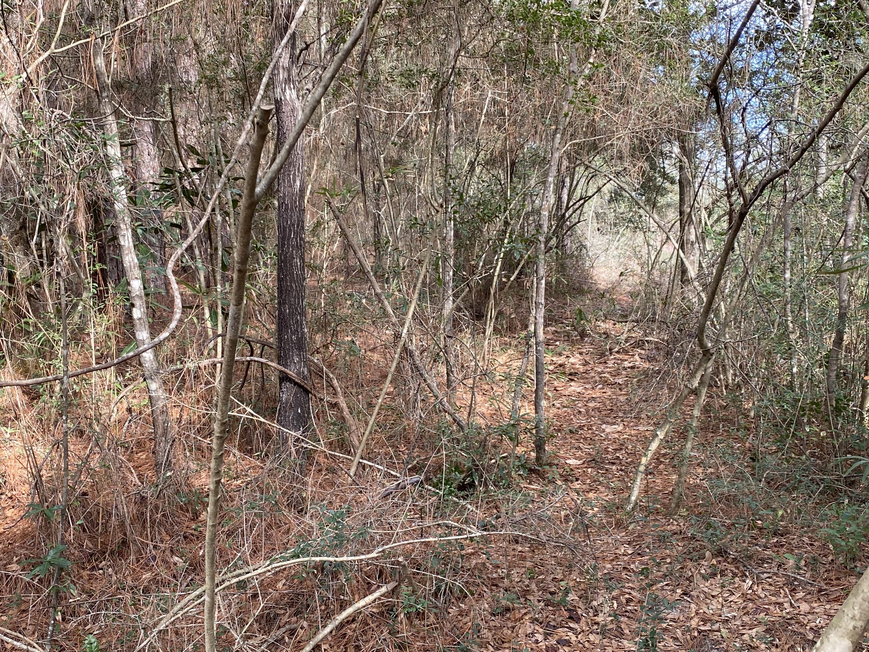 Lot 4 Beasley Road DeFuniak Springs, FL 32433 - Photo 3 of 13 a backyard of a house with lots of green space