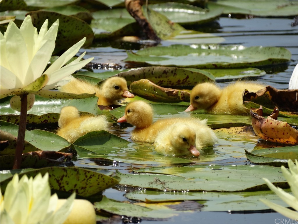 108 Lakeside Drive Buena Park, CA 90621 - Photo 11 of 60