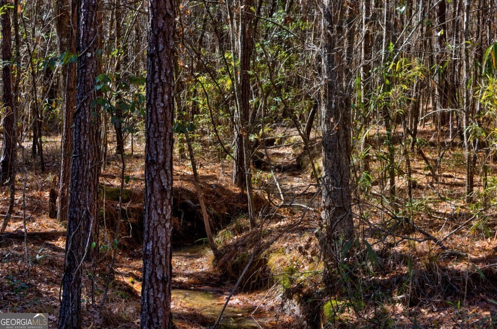 1401 Messex Road Millen, GA 30442 - Photo 29 of 51 a view of tree