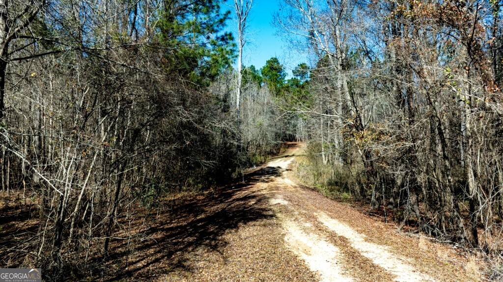 1401 Messex Road Millen, GA 30442 - Photo 45 of 51 a view of a yard with plants and trees