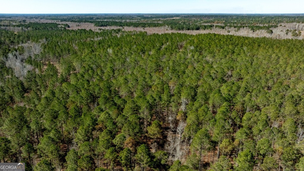 1401 Messex Road Millen, GA 30442 - Photo 47 of 51 a view of a lush green forest with trees in the background