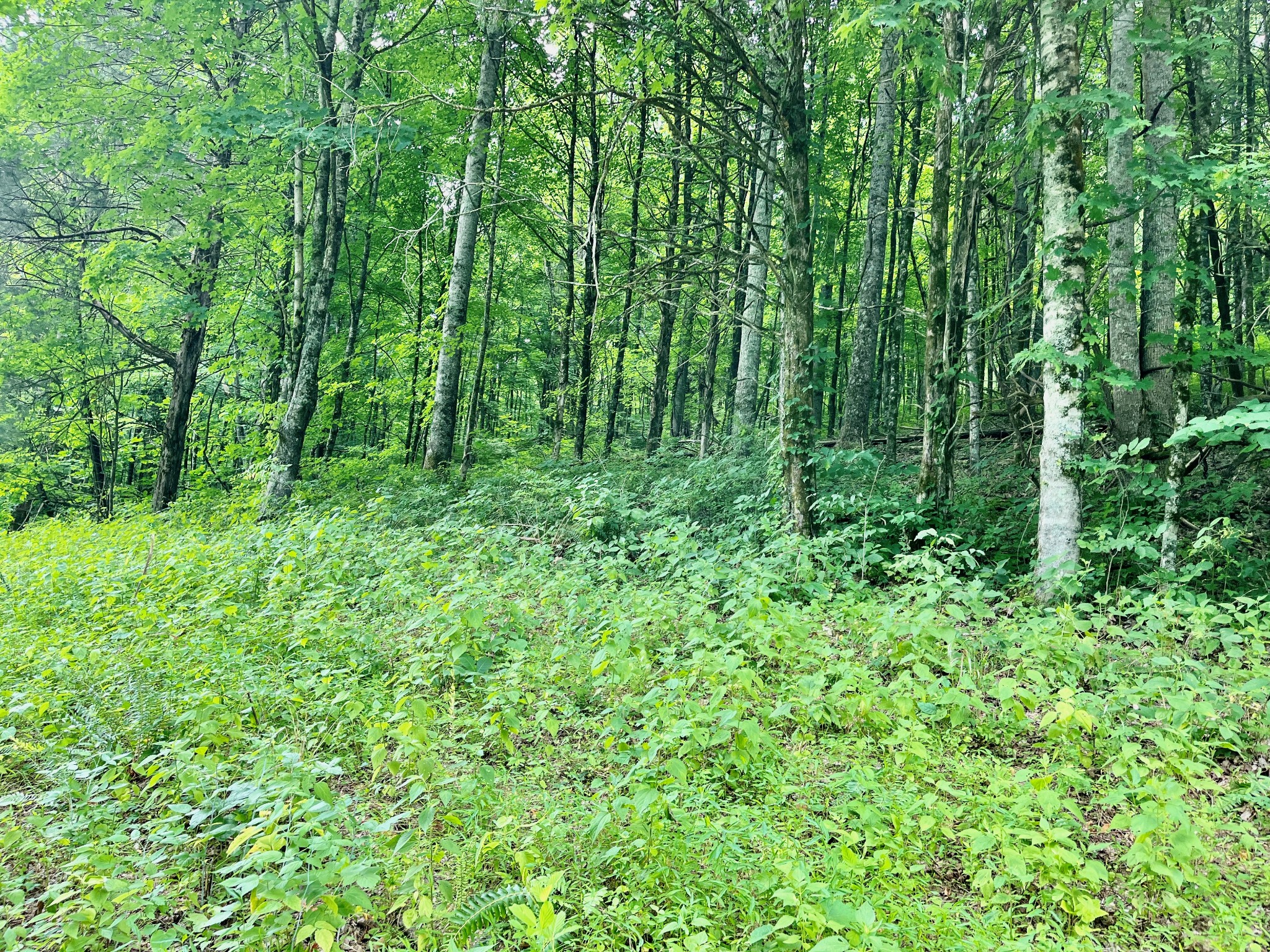 135 Dillehay Hollow Road Pleasant Shade, TN 37145 - Photo 24 of 47
