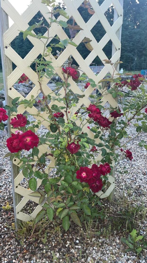 9850 Springport Road Parma, MI 49269 - Photo 23 of 27 IMG_1806