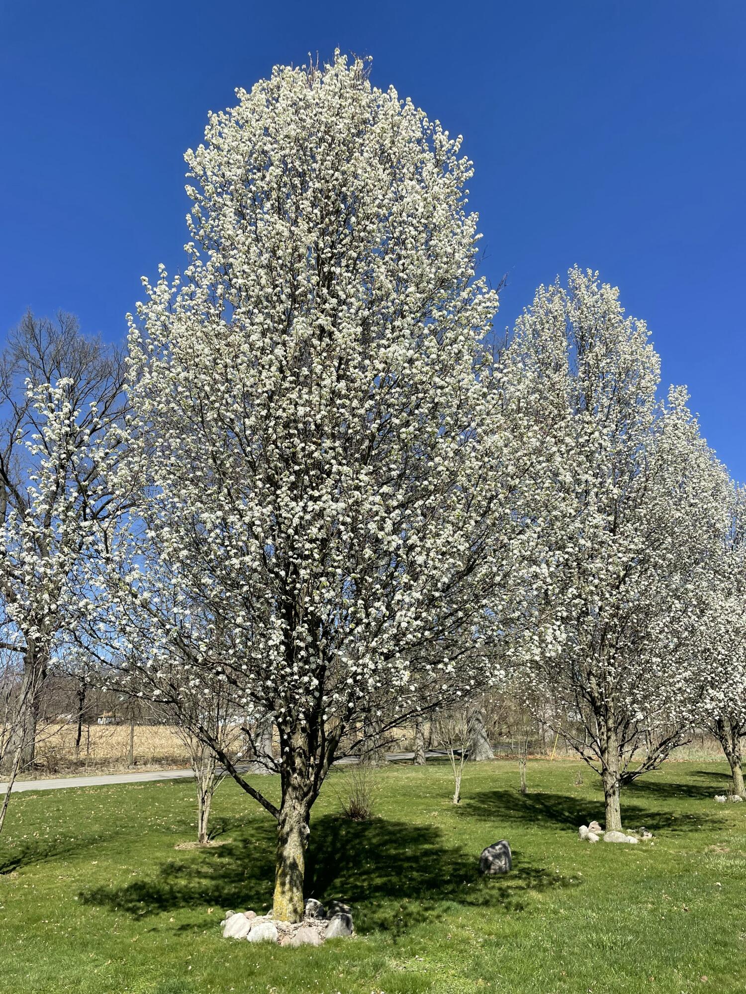 9850 Springport Road Parma, MI 49269 - Photo 25 of 27 IMG_9777