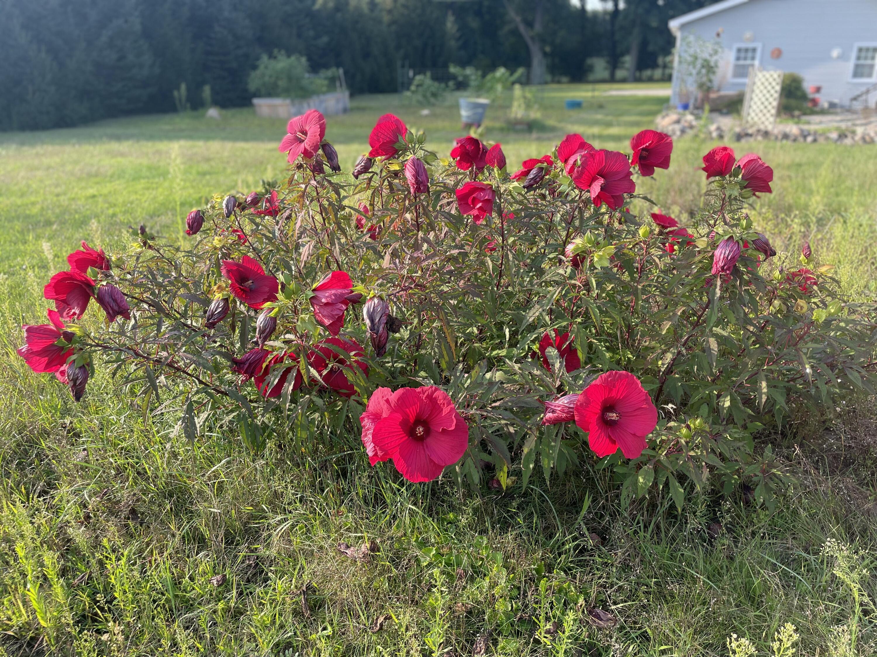 9850 Springport Road Parma, MI 49269 - Photo 26 of 27 IMG_0842