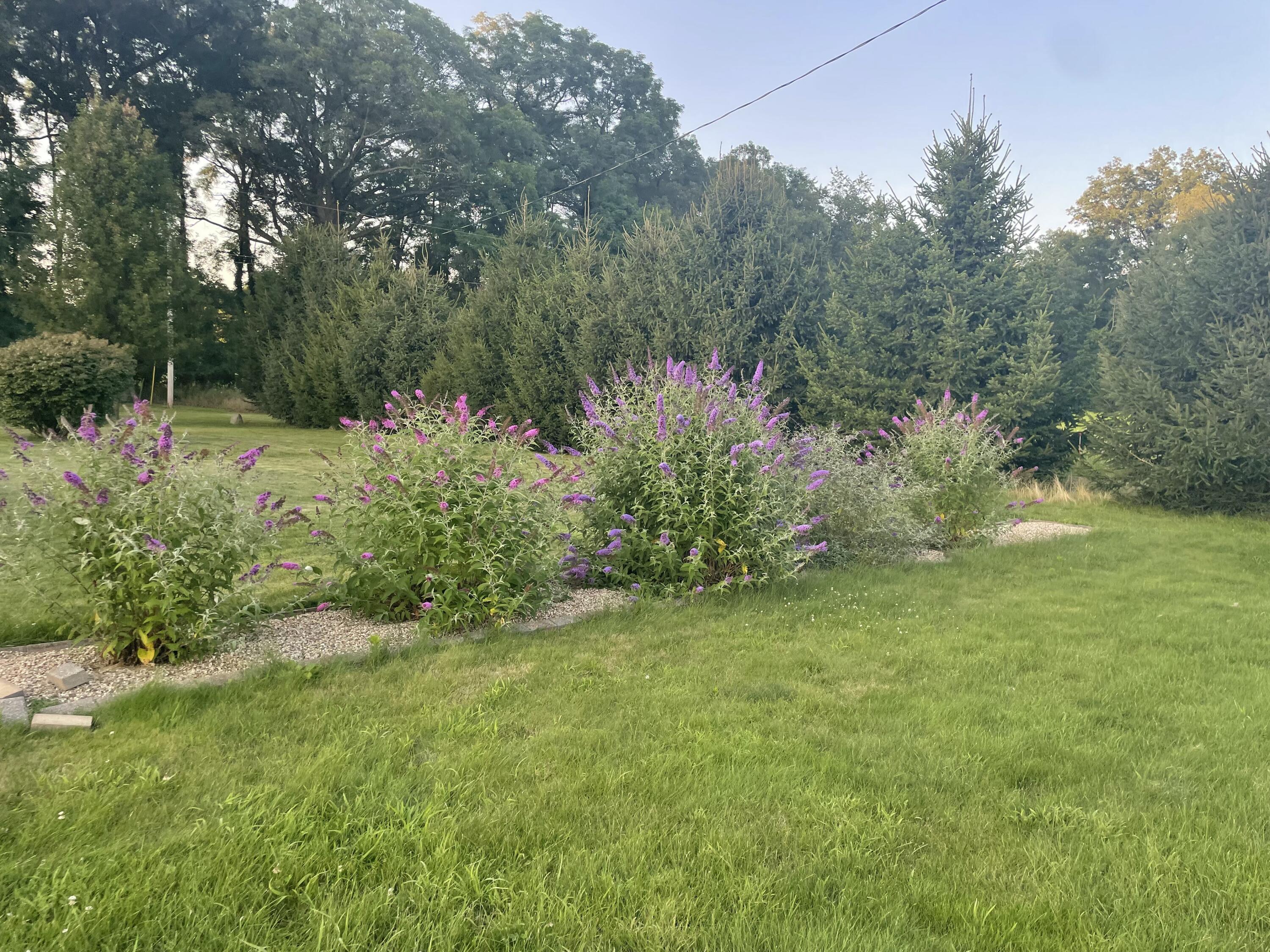 9850 Springport Road Parma, MI 49269 - Photo 27 of 27 IMG_0623