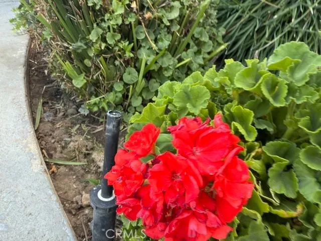 a view of path along with trees