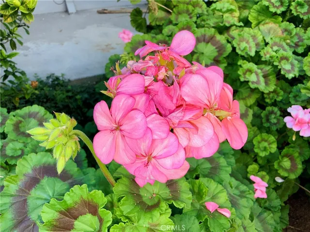 $2,000 | 20930 Parthenia Street, Unit 216, Canoga Park, CA 91304