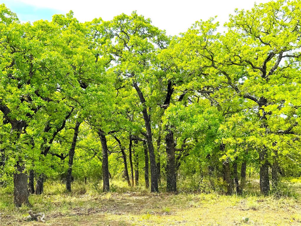 17101 Farm To Market 920 Poolville, TX 76487 - Photo 1 of 40 a view of a large yard