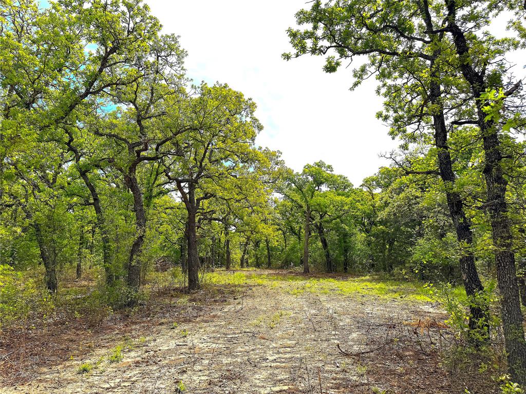 17101 Farm To Market 920 Poolville, TX 76487 - Photo 15 of 40 a view of a yard with large trees