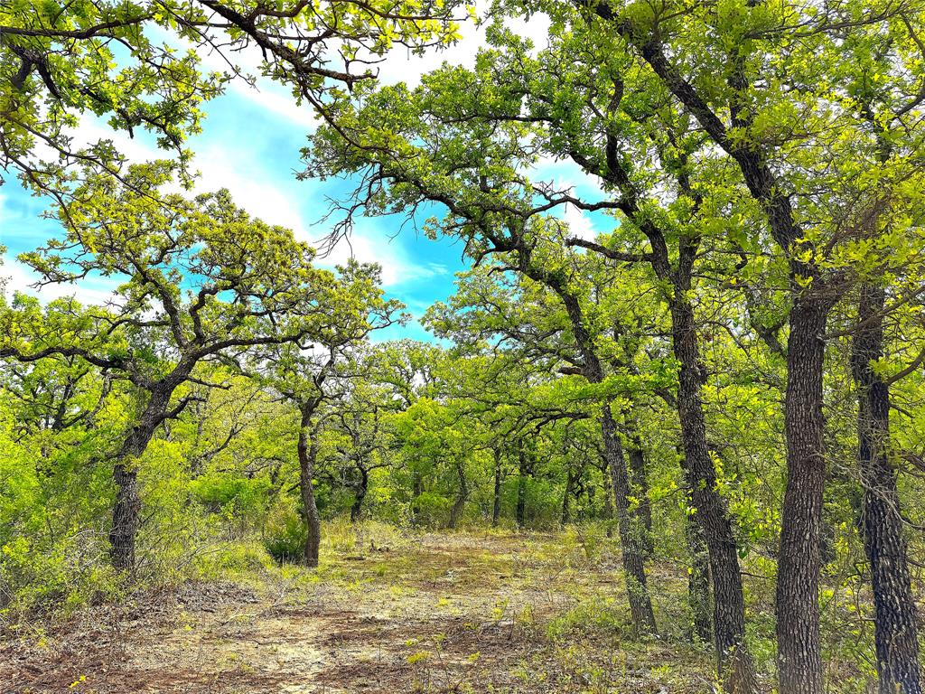 17101 Farm To Market 920 Poolville, TX 76487 - Photo 17 of 40 a view of a yard with trees
