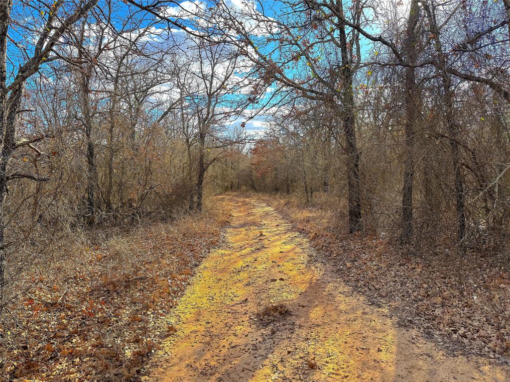 17101 Farm To Market 920 Poolville, TX 76487 - Photo 17 of 40 a view of a yard with trees