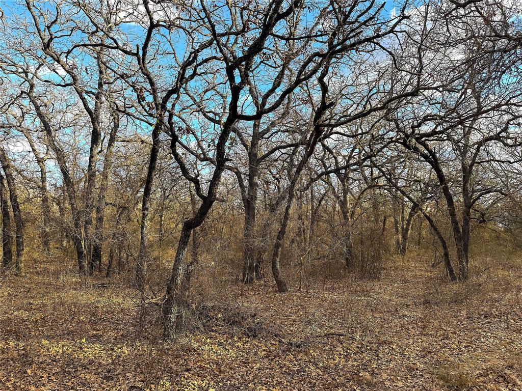 17101 Farm To Market 920 Poolville, TX 76487 - Photo 21 of 40 a view of a forest with trees in the background