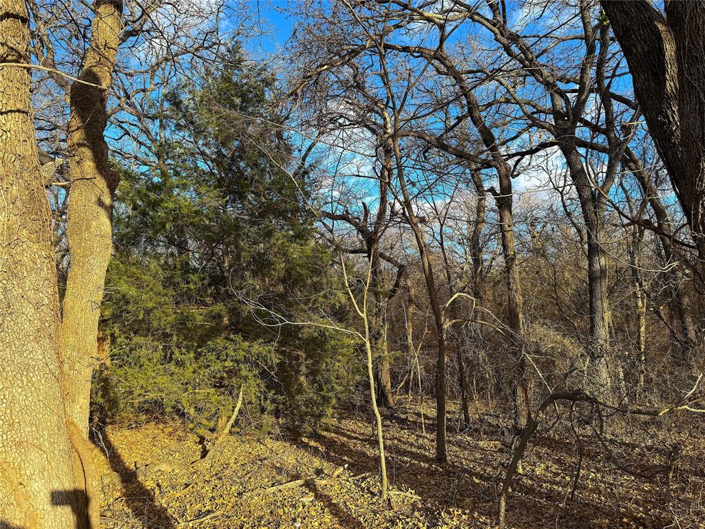 17101 Farm To Market 920 Poolville, TX 76487 - Photo 23 of 40 a picture of tree