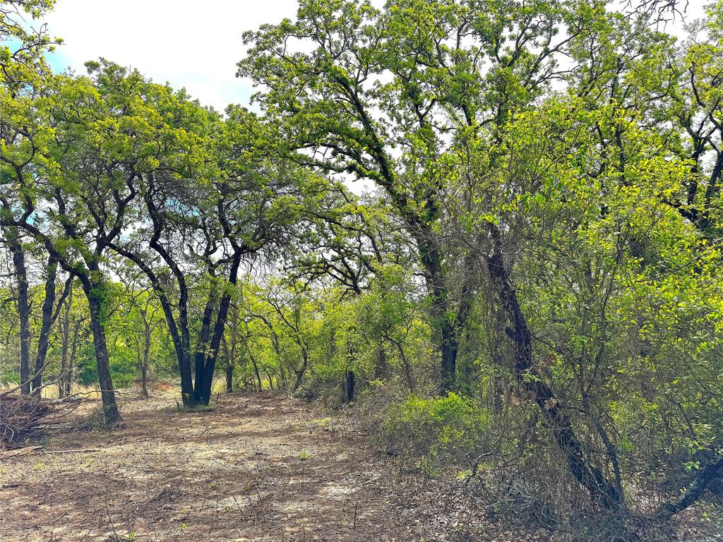 17101 Farm To Market 920 Poolville, TX 76487 - Photo 24 of 40 a big yard with lots of trees